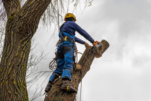 Tree Root Removal in Cassville, WV